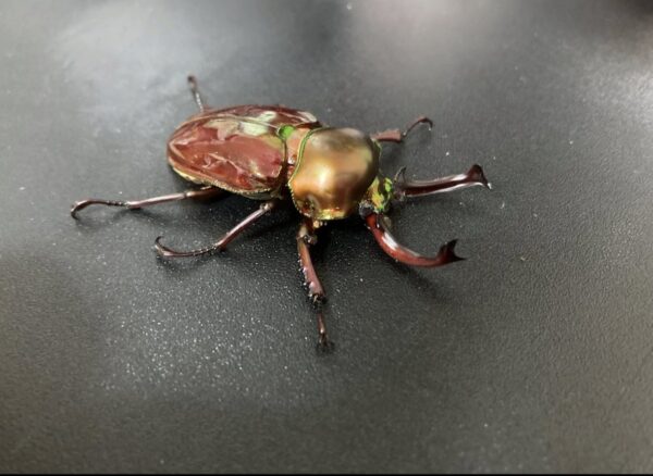 ニジイロクワガタ